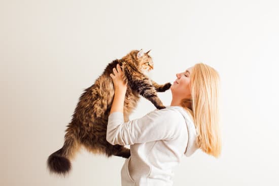 7 Benefits of Adopting an Adult Cat