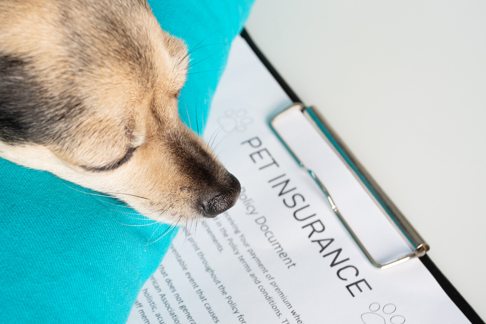 DoG ! The Benefits of Health Insurance for Dogs