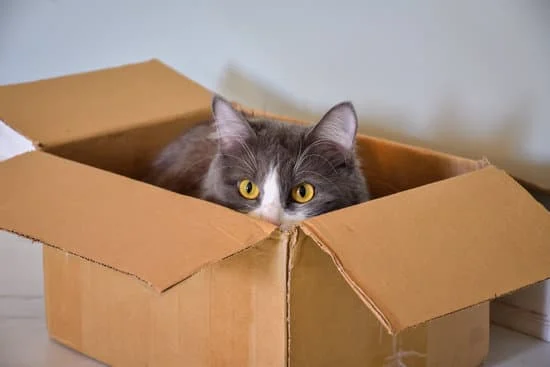 Why Do Cats Love Boxes?