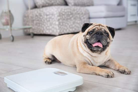 10 Tips: How to Exercise an Overweight Dog