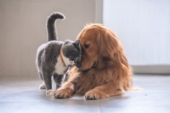 Cats and Dogs: Fostering a Good Relationship