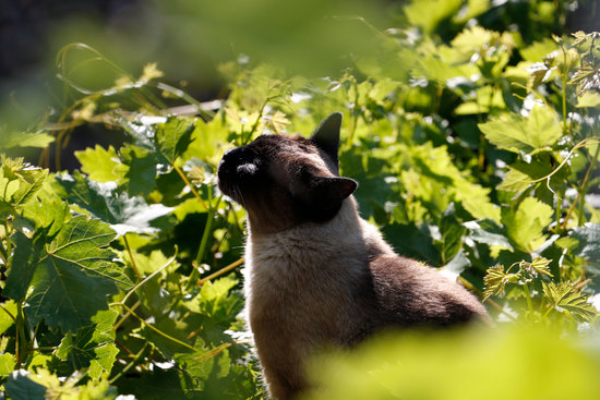 Cats and Plants: Which Ones Are Safe?