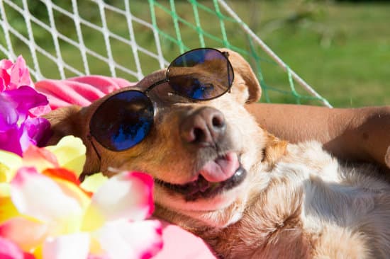 10 Tips to Protect Your Dog During the Hot Summer Months