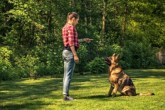 Dog !  10 Tips for Gentle Dog Training