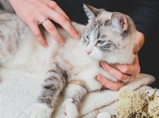 9 Best Massage Techniques to Relax Your Cat