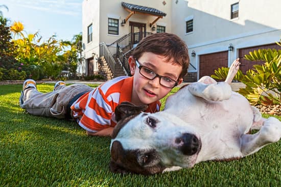 The Most Wonderful Dog Breeds for Children