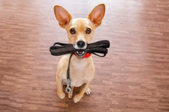 Guide to Teaching Your Dog to Walk on a Leash