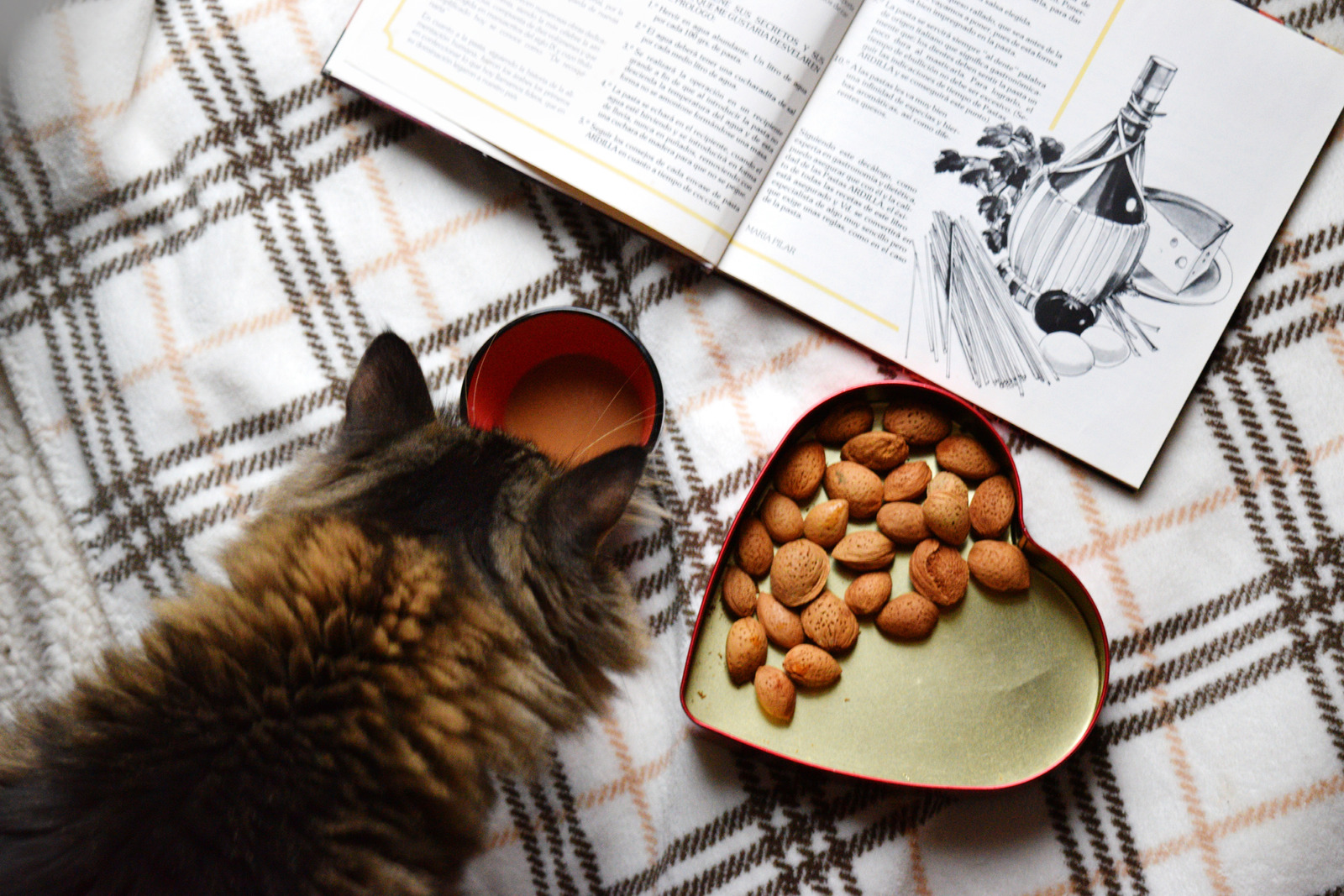 Cat : Unveiling the Gourmet World of Feline Food