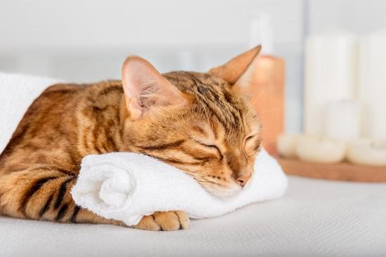 Tips for Keeping Your Cat Healthy: Expert Advice for Feline Wellness