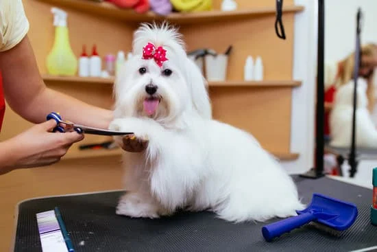 7 Top Tips for Grooming Your Dog at Home